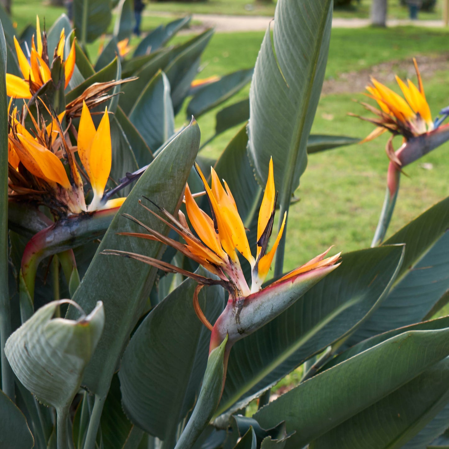 Strelitzia Reginae (Birds of Paradise) Flower Seeds