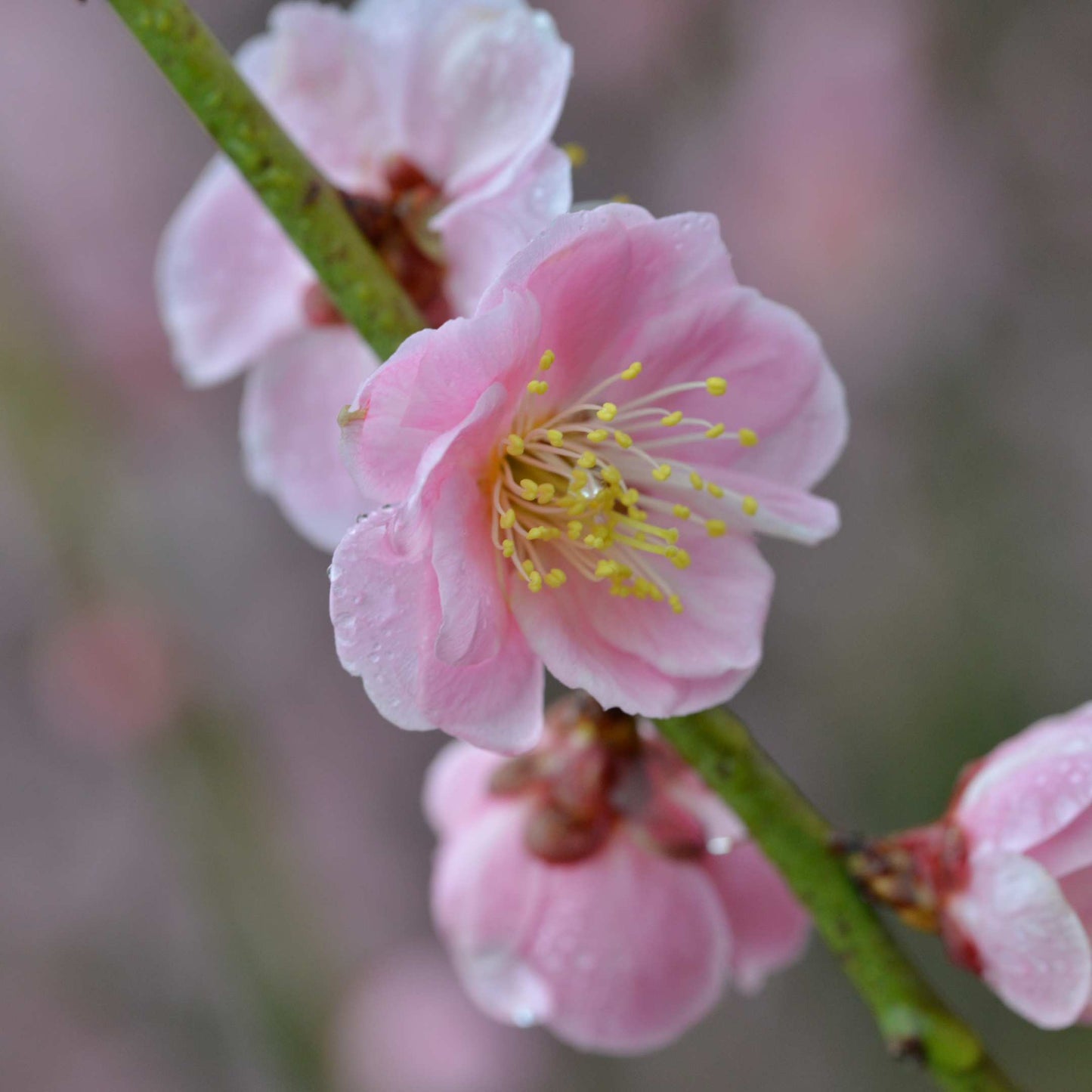 20Pcs Japanese Plum Blossom / Ume Flower Seeds