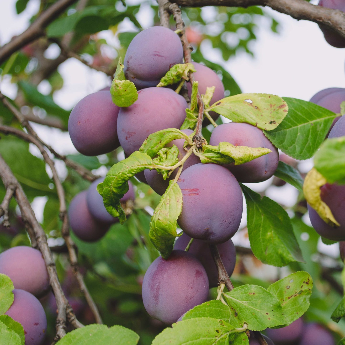 10Pcs Plum Tree Seeds, Fruit Tree, Easy To Grow