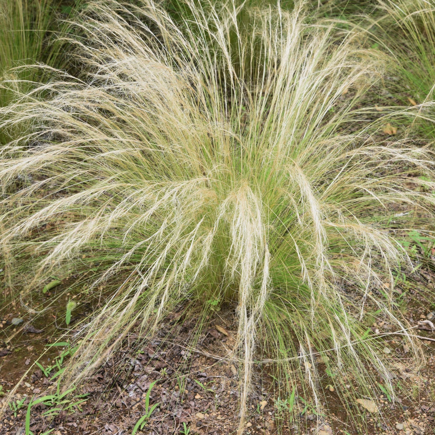 100Pcs Mexican Feather Grass Seeds