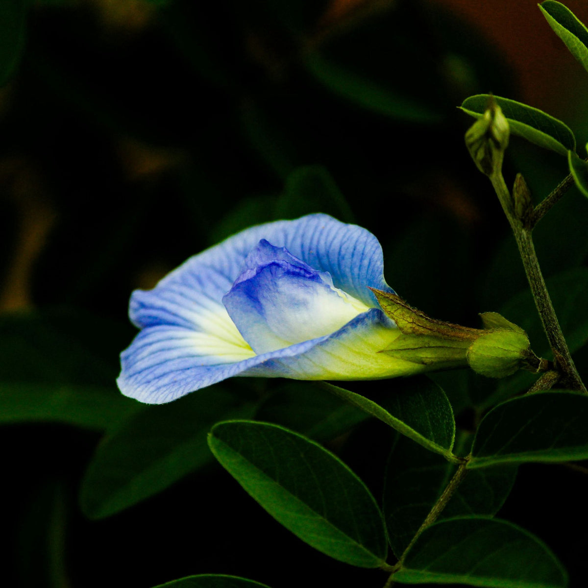 Butterfly Pea Seeds