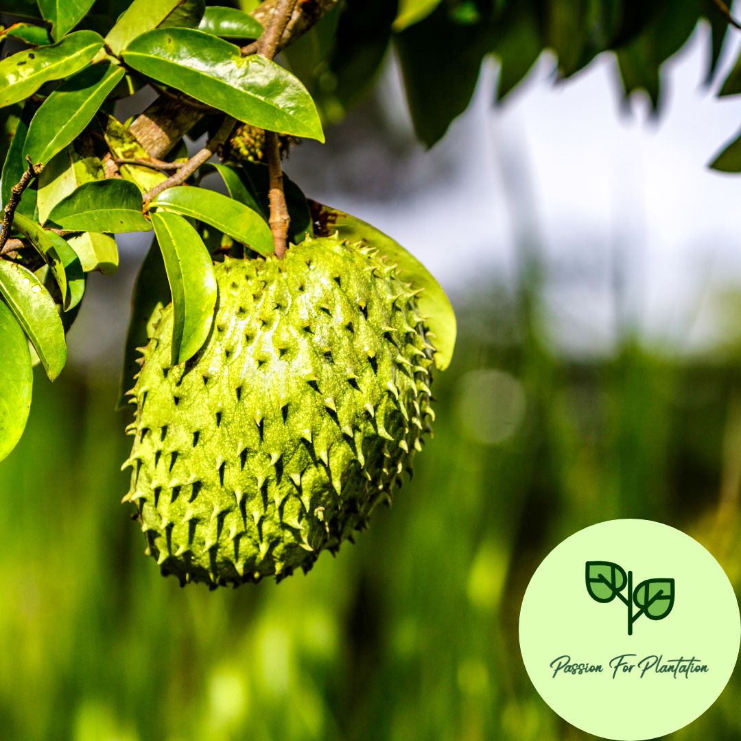 5Pcs Soursop Fruit Seeds