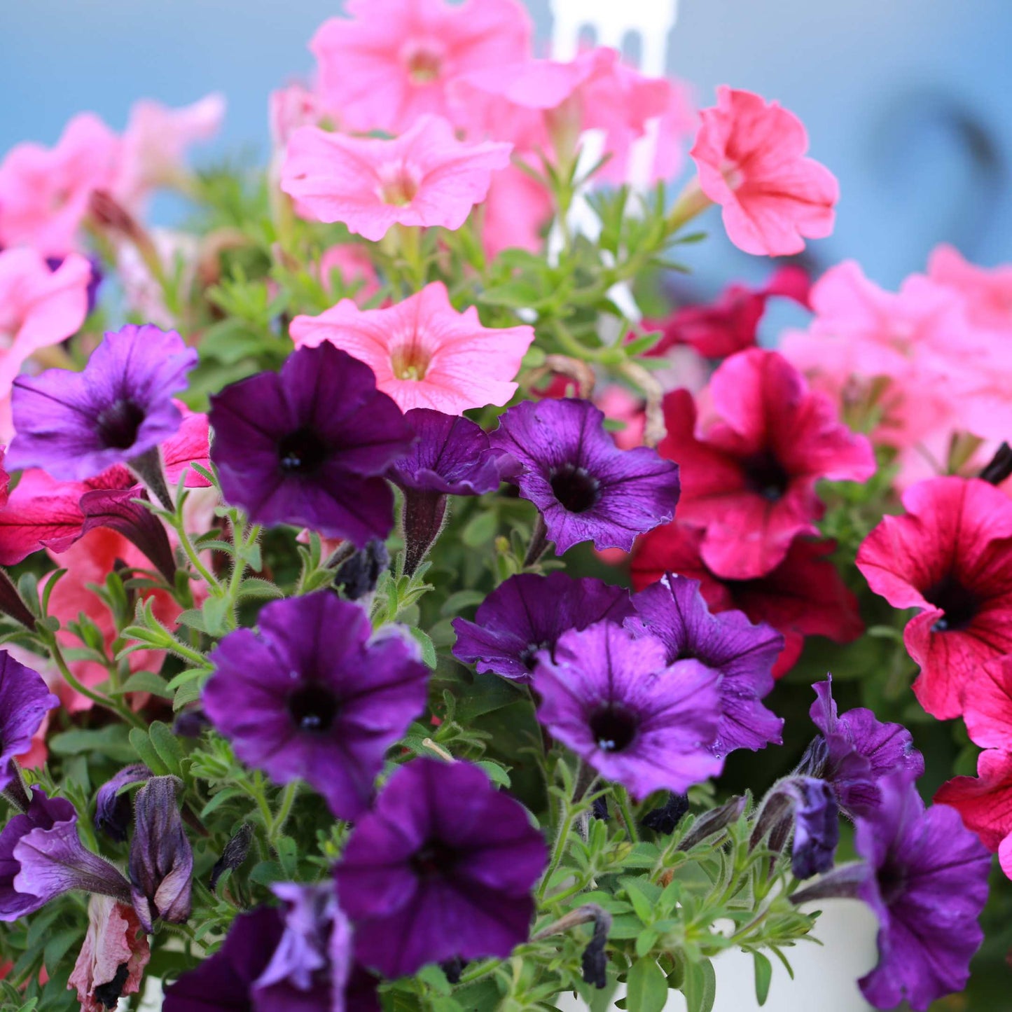 50Pcs Mixed Colors Petunia Seeds