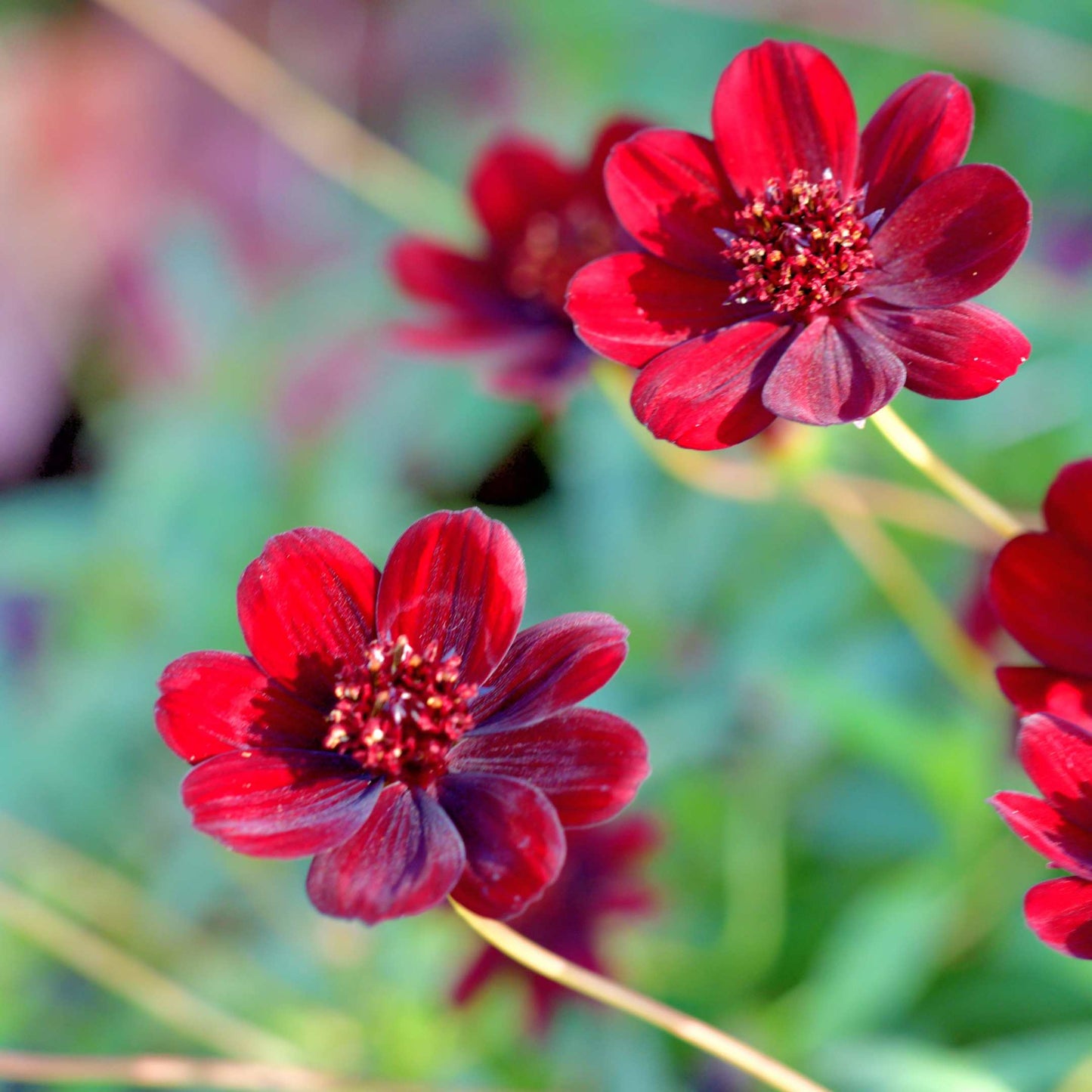 100Pcs Chocolate Cosmos Flower (Atrosanguineus) Seeds