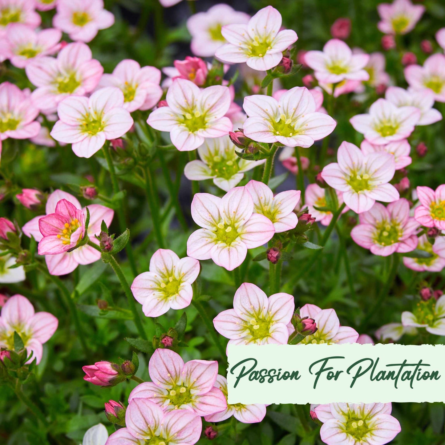 100Pcs Saxifraga Rose Robe Flower Seeds