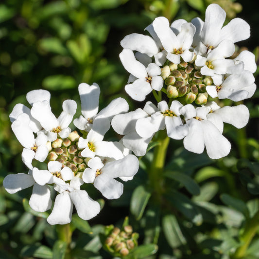 Bee Flower, Evergreen candytuft, Iberis sempervirens, Flower Seeds,