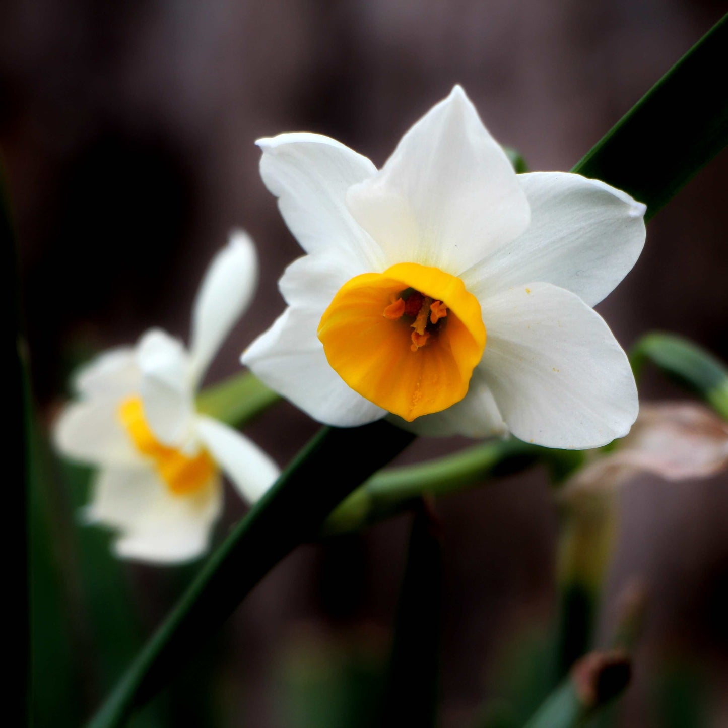10Pcs Narcissus Flower Seeds