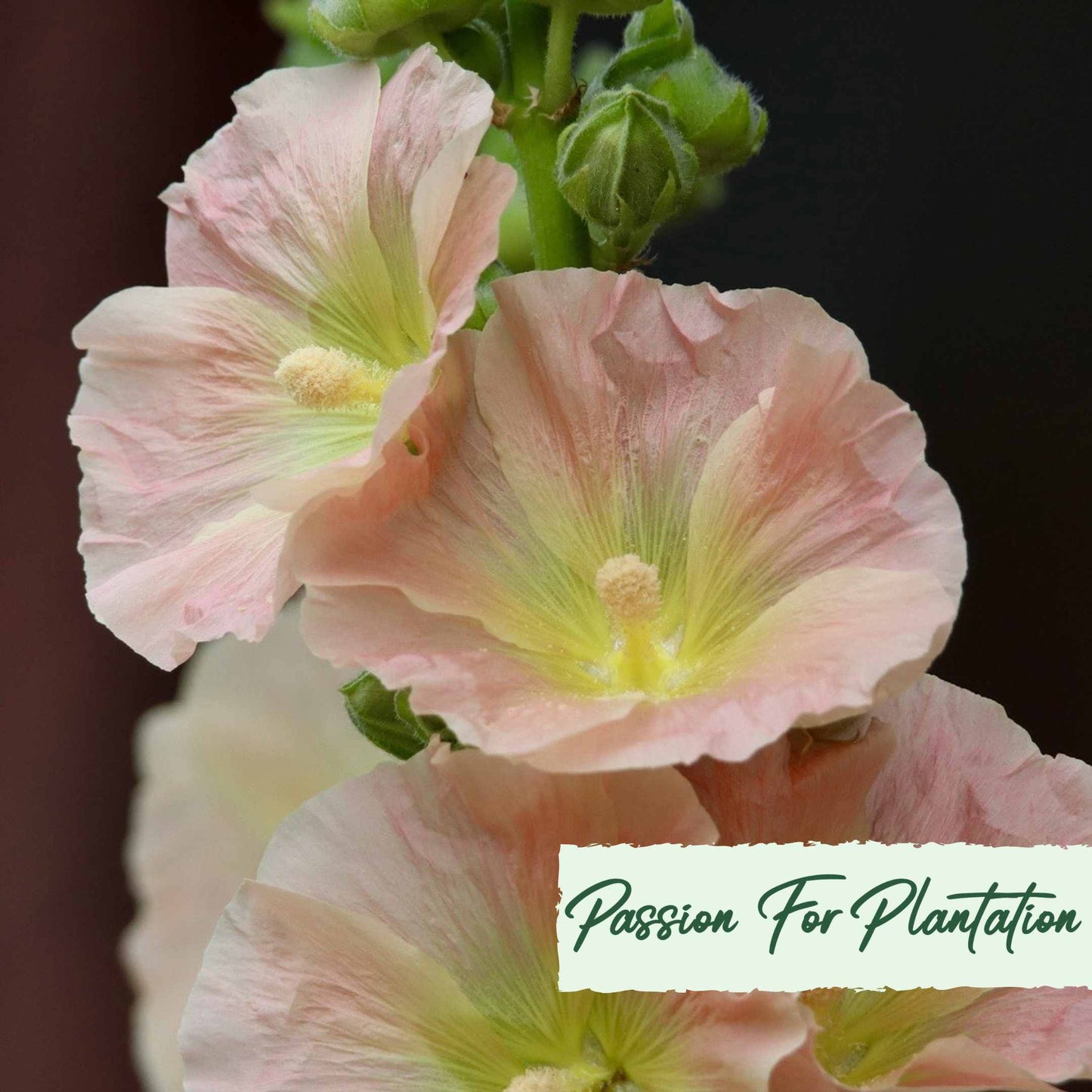 50Pcs Peach Colored Hollyhock Seeds