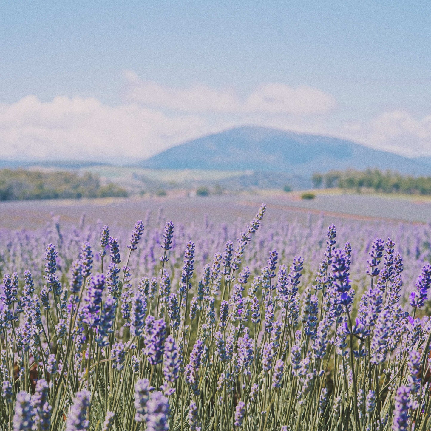 200Pcs Organic Empress Lavender Herb Flower Seeds