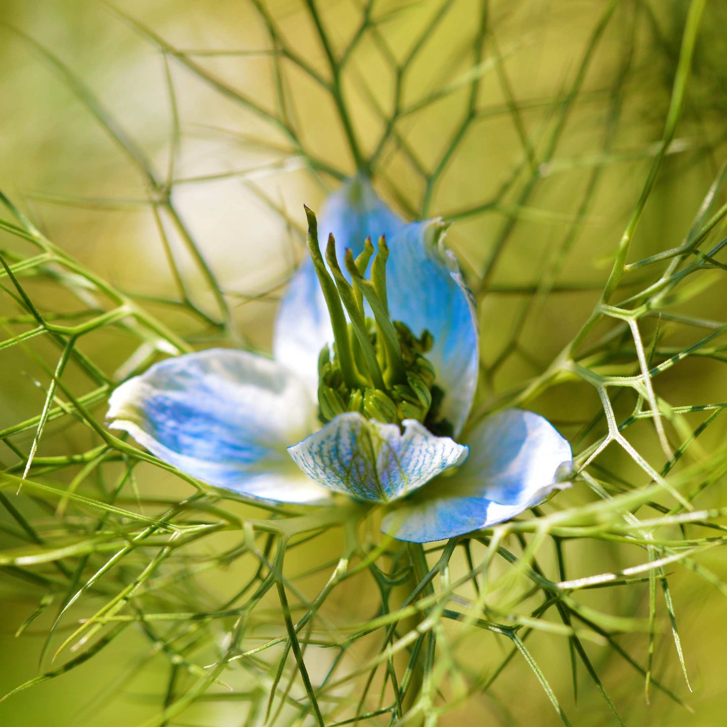30Pcs Love in a Mist Flower Seeds