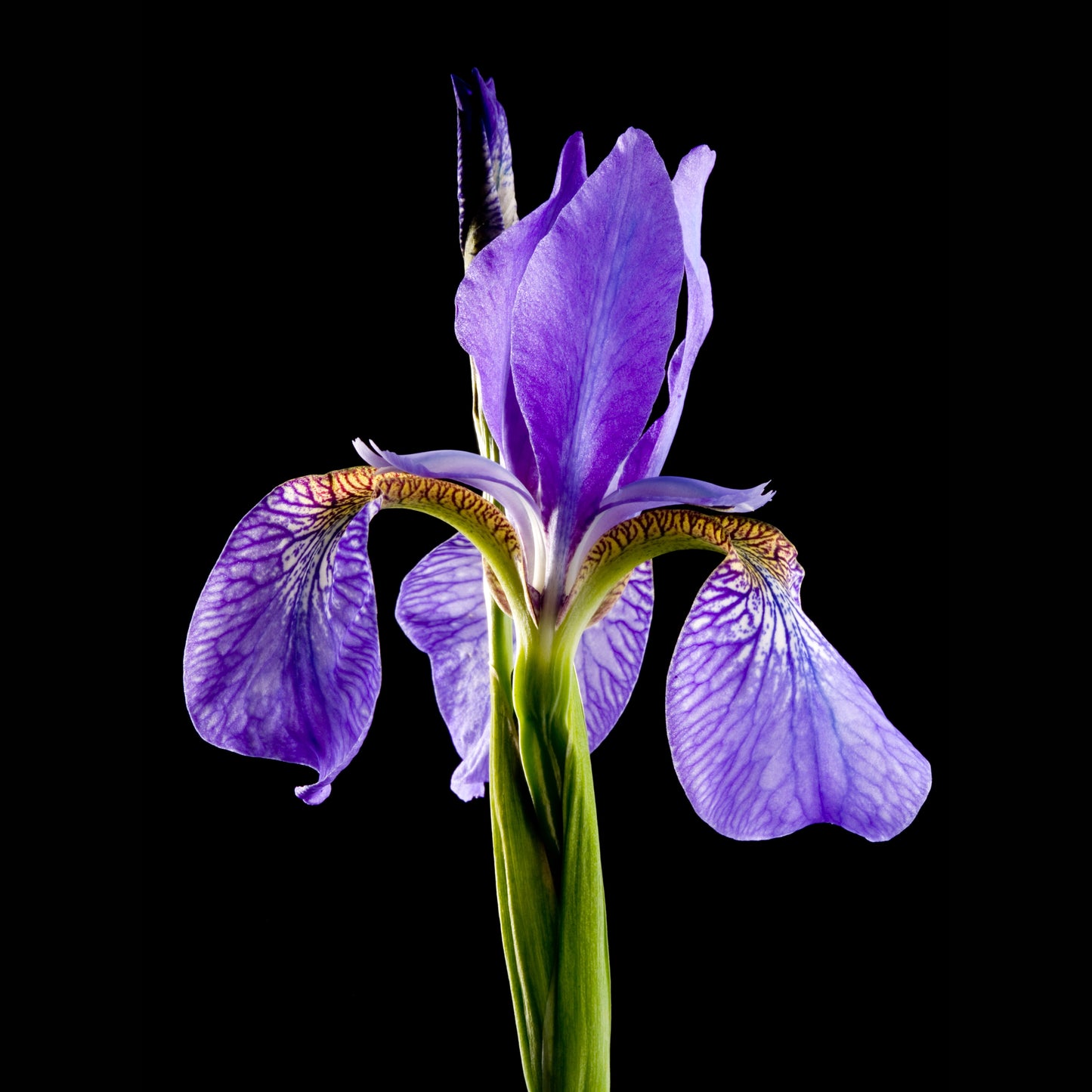 20Pcs Iris Setosa Flower Seeds