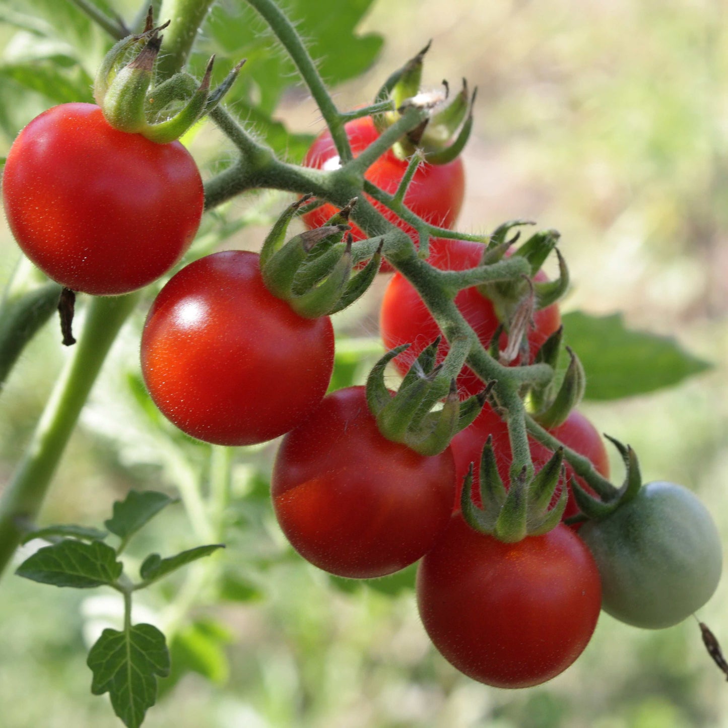 100Pcs Tomato Plant Seeds
