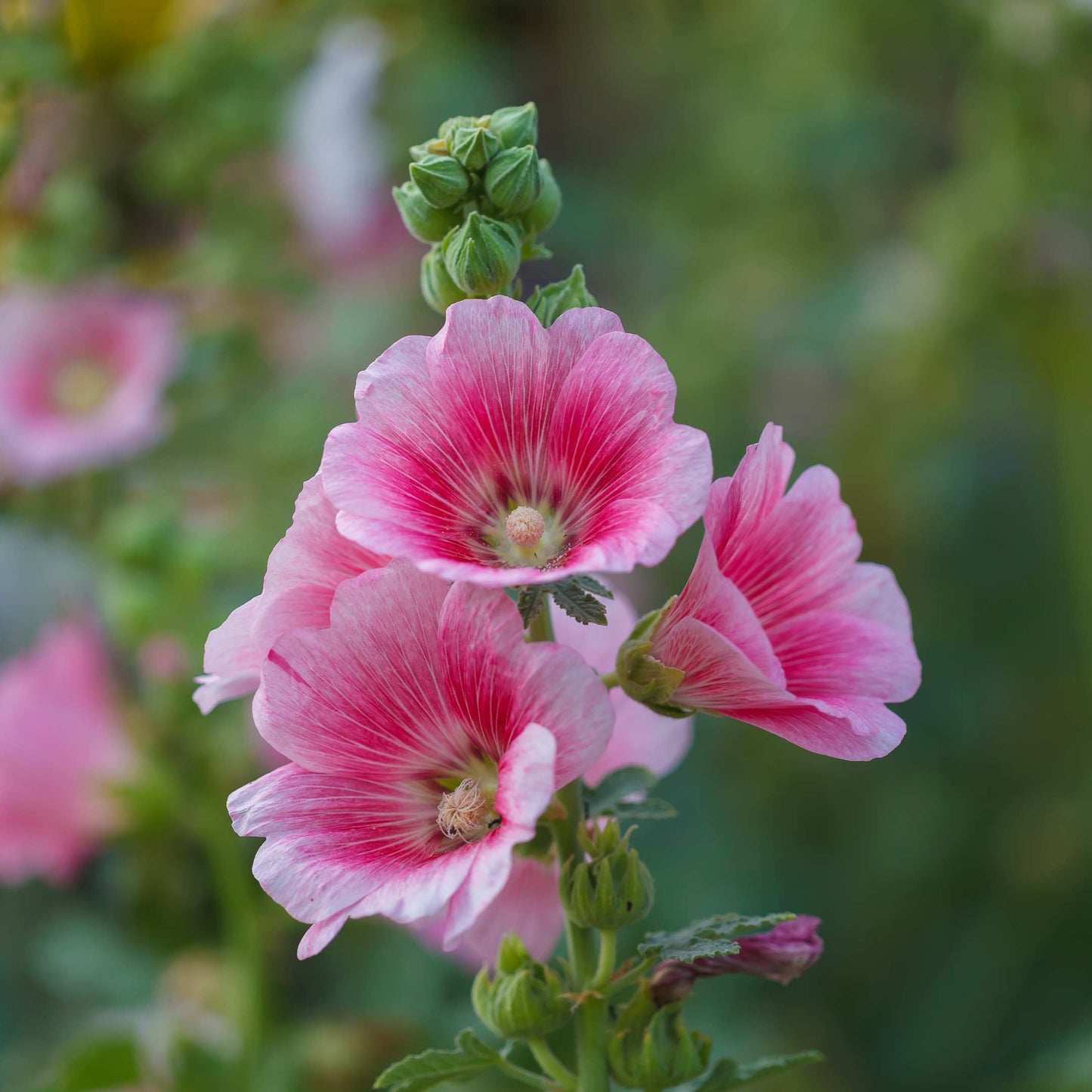 200Pcs Hollyhock Seeds Pack