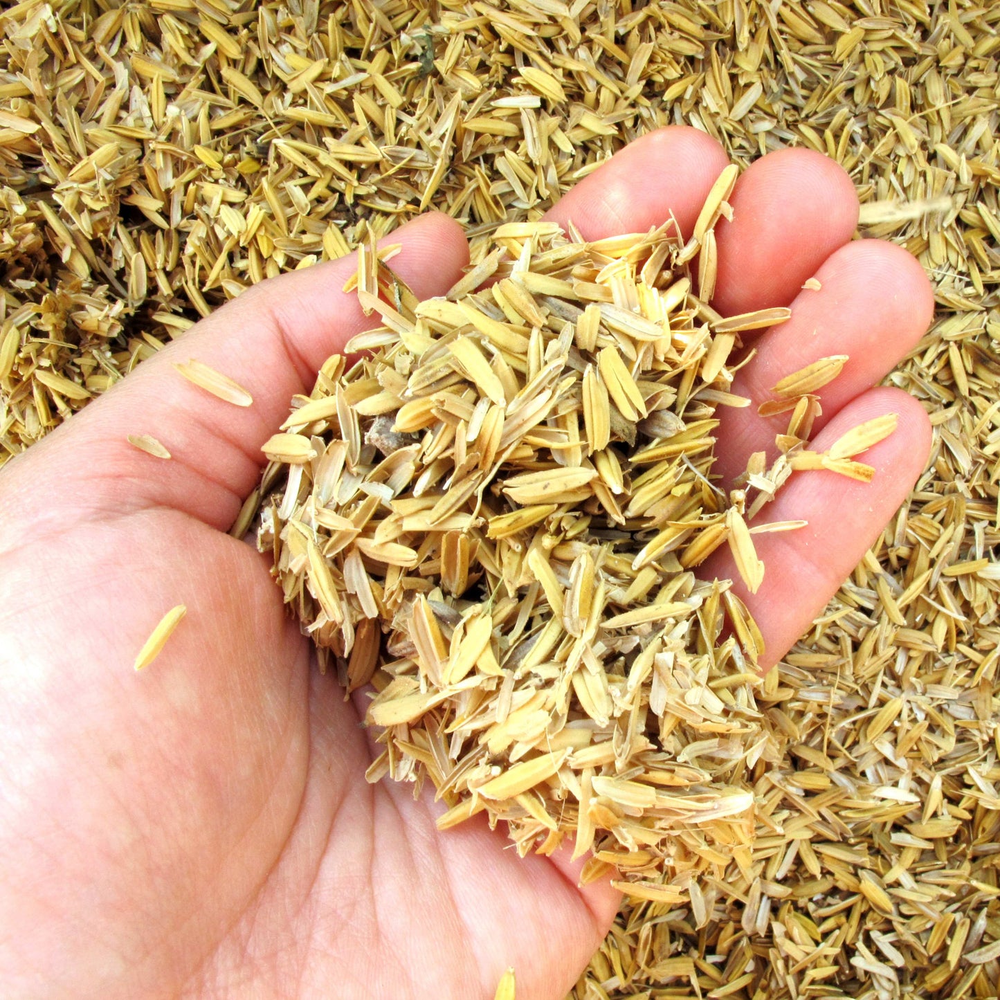 100Pcs Organic Rice Seeds