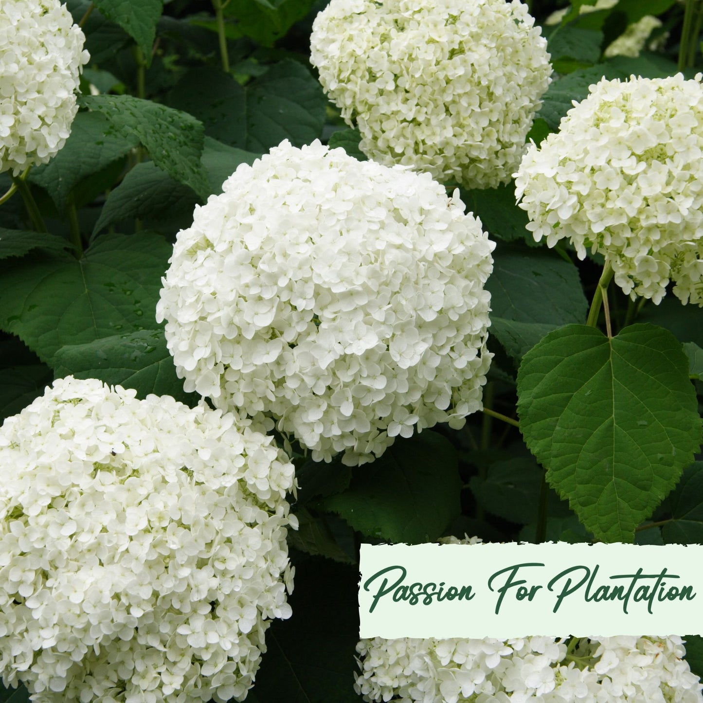 50Pc Emperor Hydrangea Flower Seeds Pack