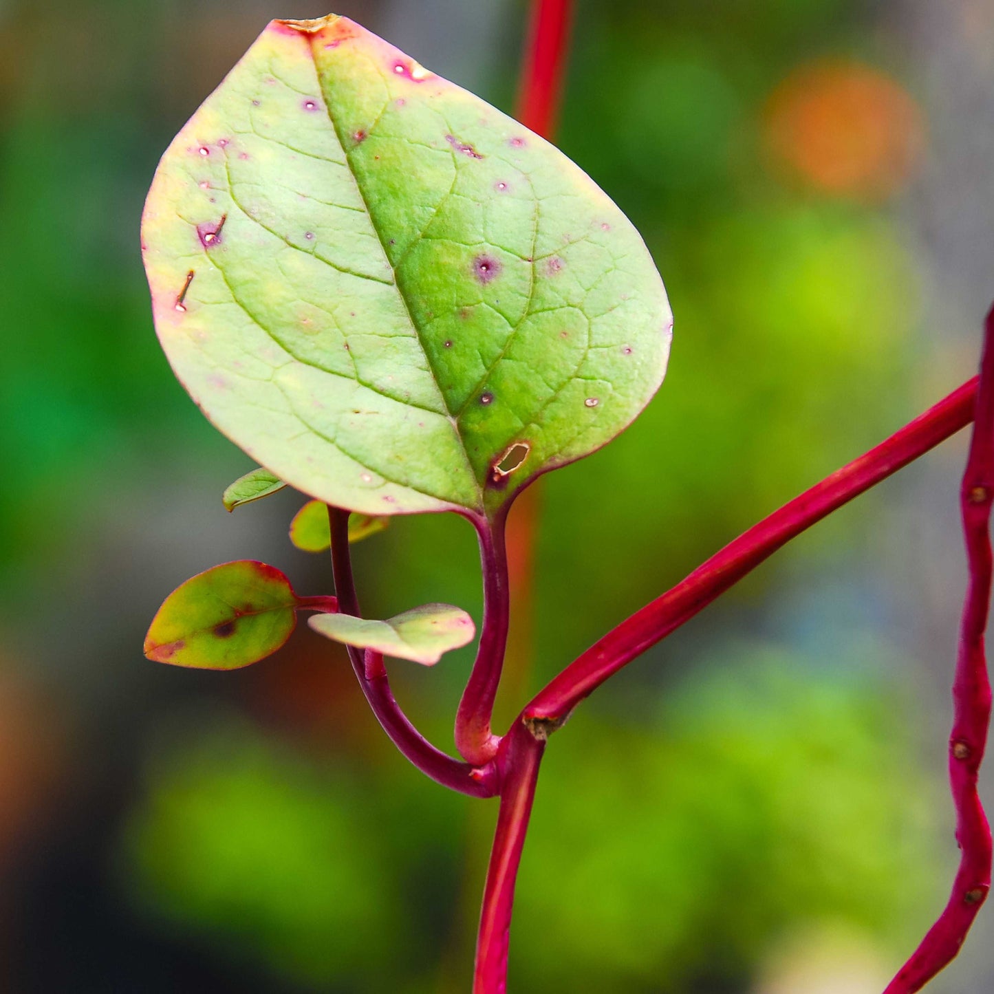 200Pcs Malabar Spinach Seeds