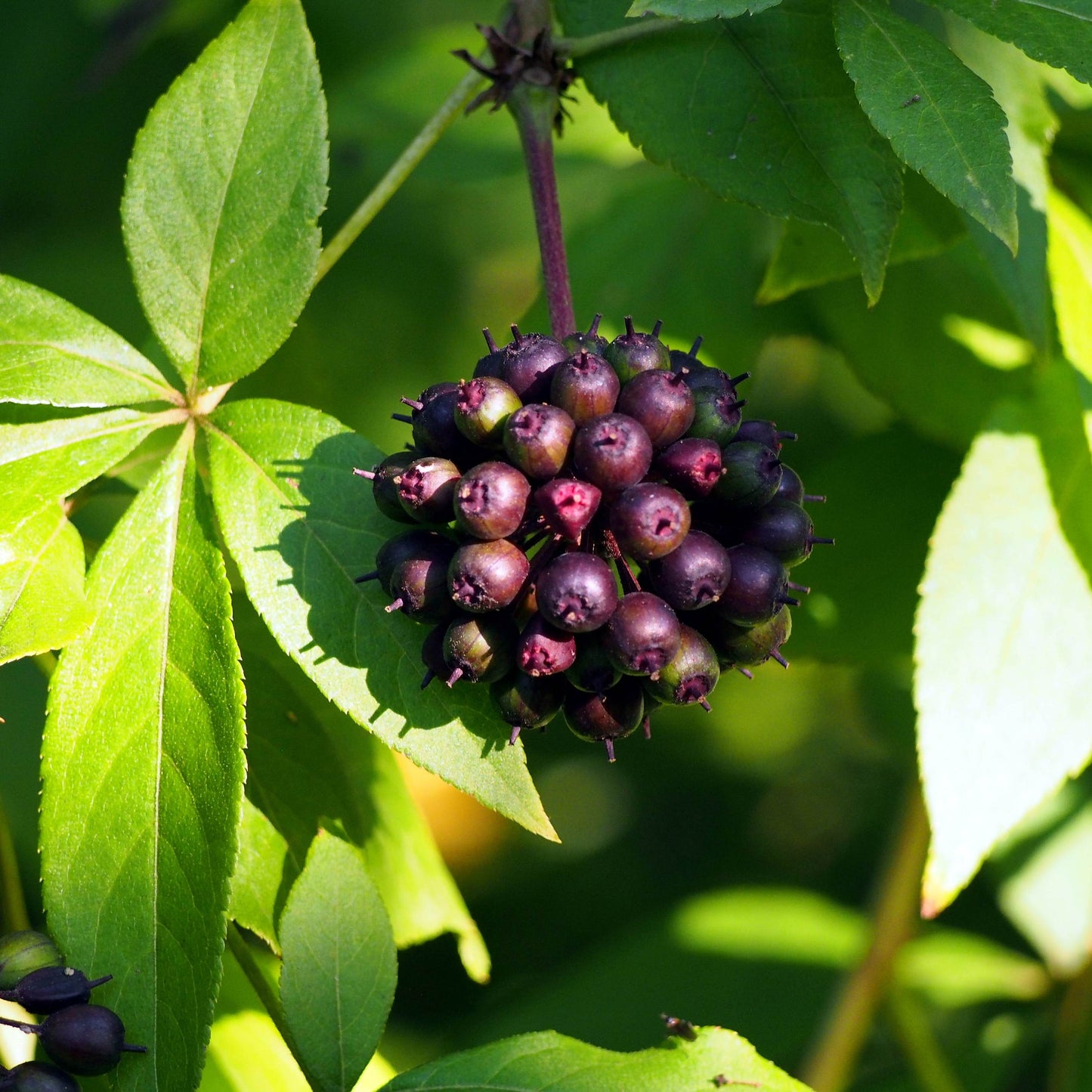 Korean Ginseng Plant Seeds (Panax Ginseng) 20+Seeds