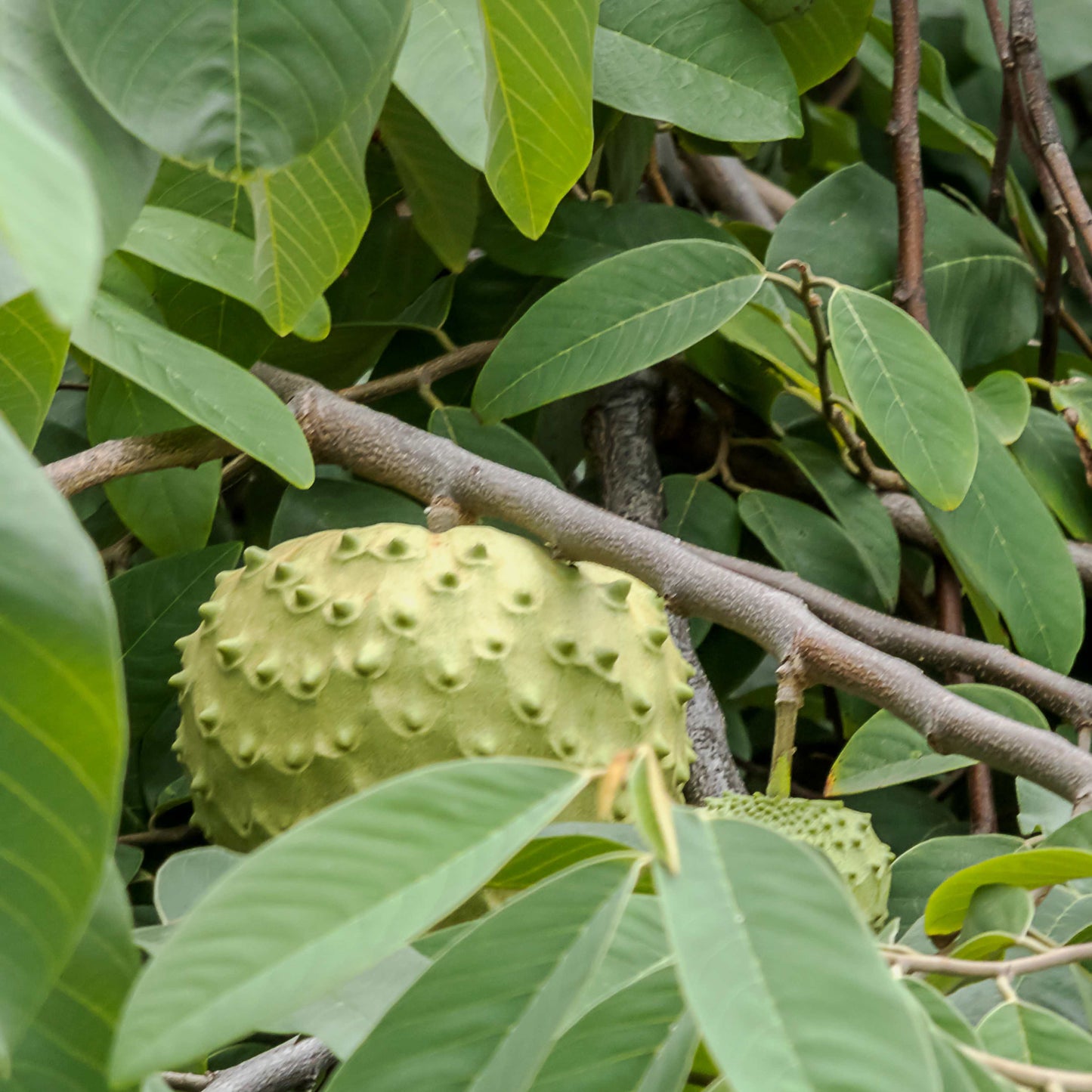 50Pcs Cherimoya Plant Seeds