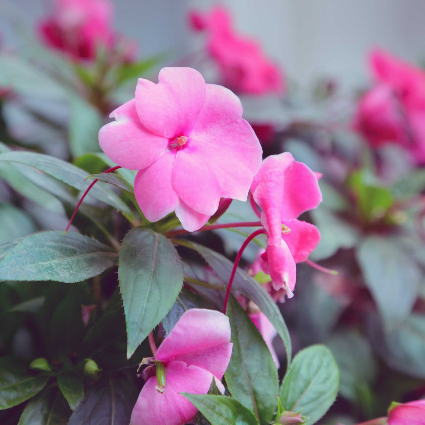 100Pcs Impatiens Flower Seeds Pack