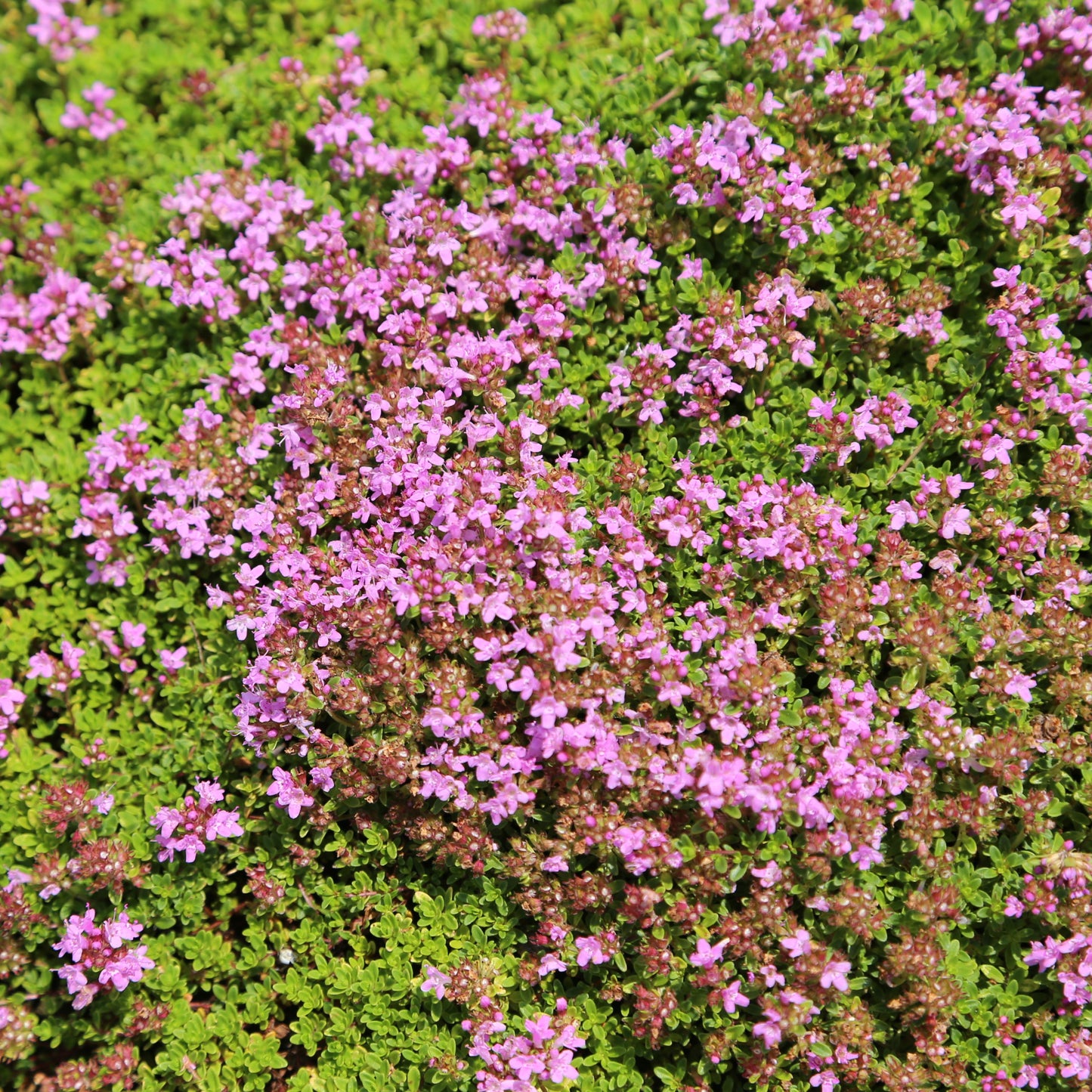 BULK 1,200 Creeping Thyme Magic Carpet Seeds (Thymus Serpyllum) Seeds
