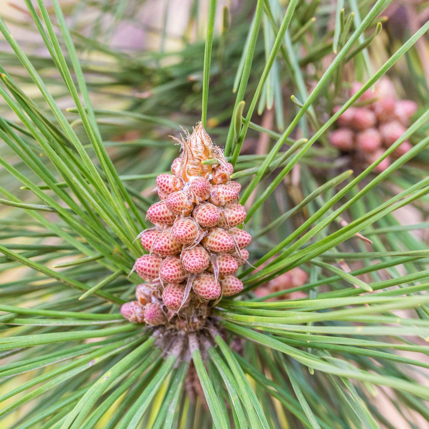 20Pcs Japanese Black Pine Seeds (For Bonsai)