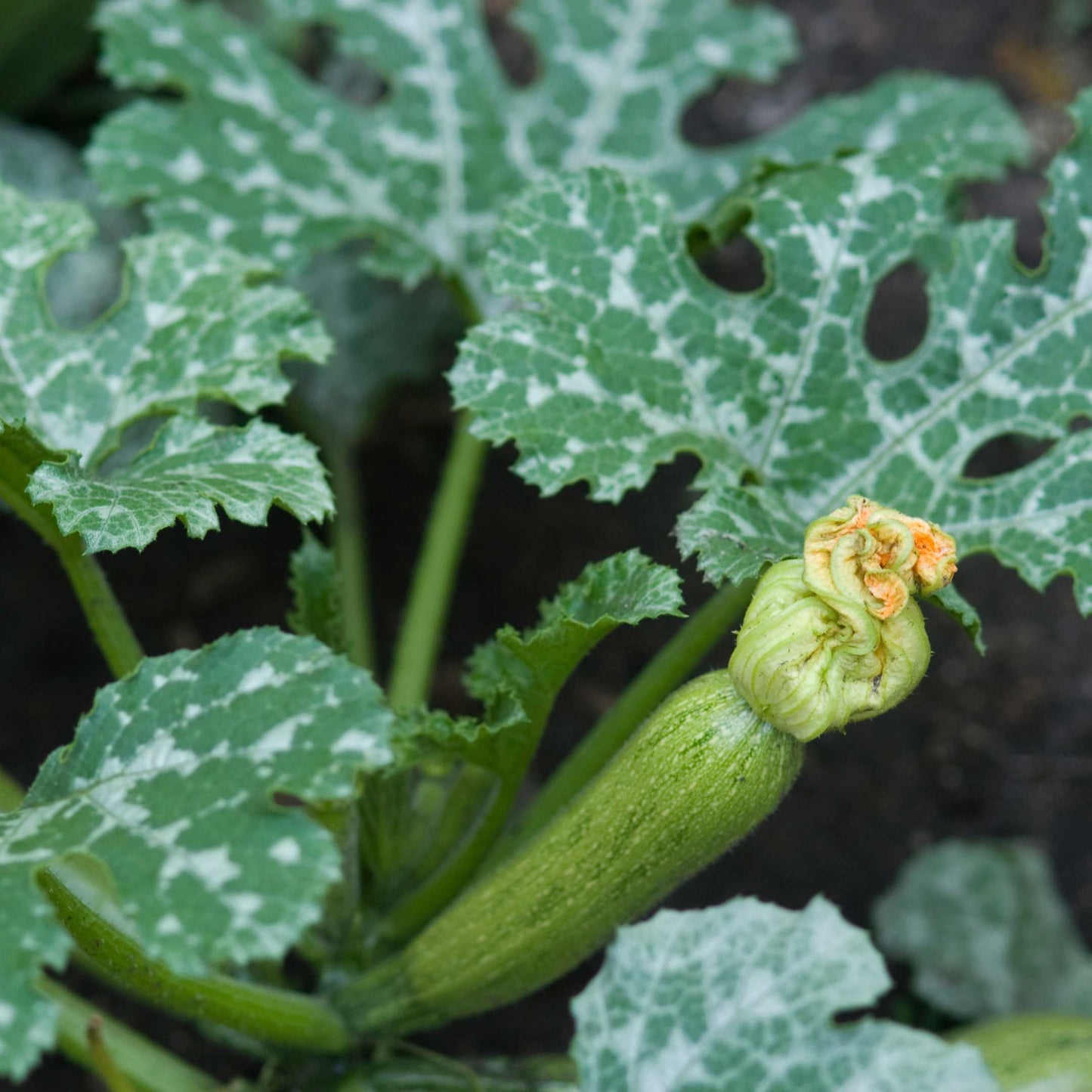 20Pcs Organic Zucchini Seeds Pack