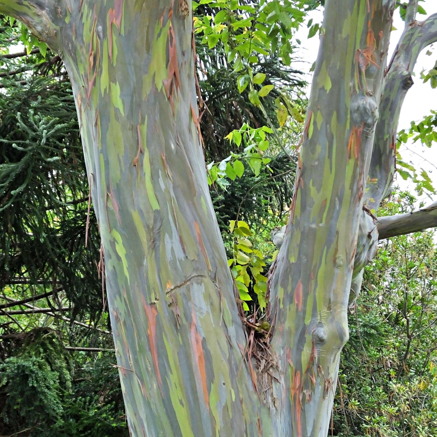 50Pcs Rainbow Eucalyptus Deglupta Tree Seeds