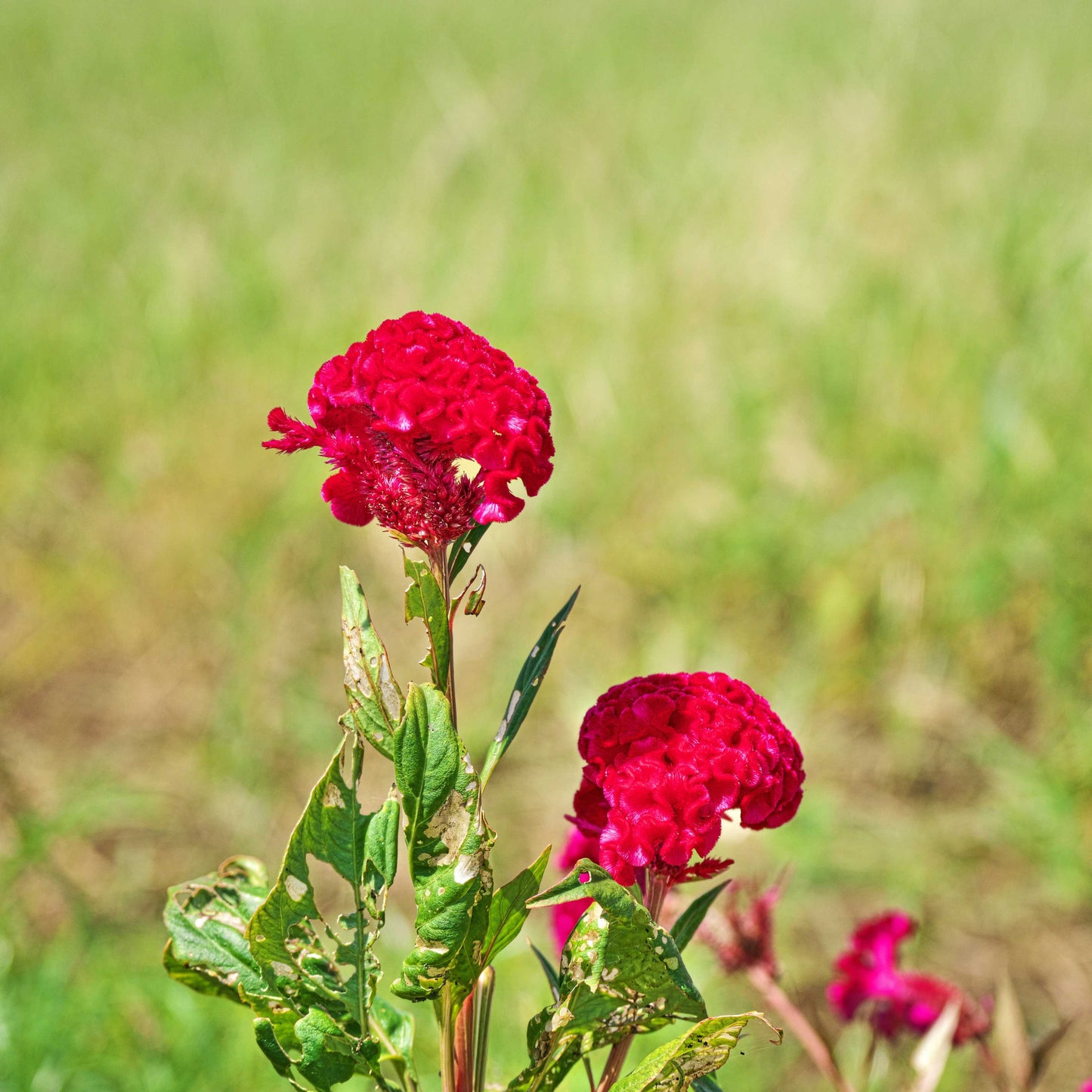100Pcs Cockscomb (Celosia Spicata) Seeds
