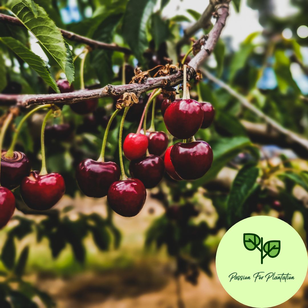 5Pcs Sweet Cherry Fruit Tree Seeds