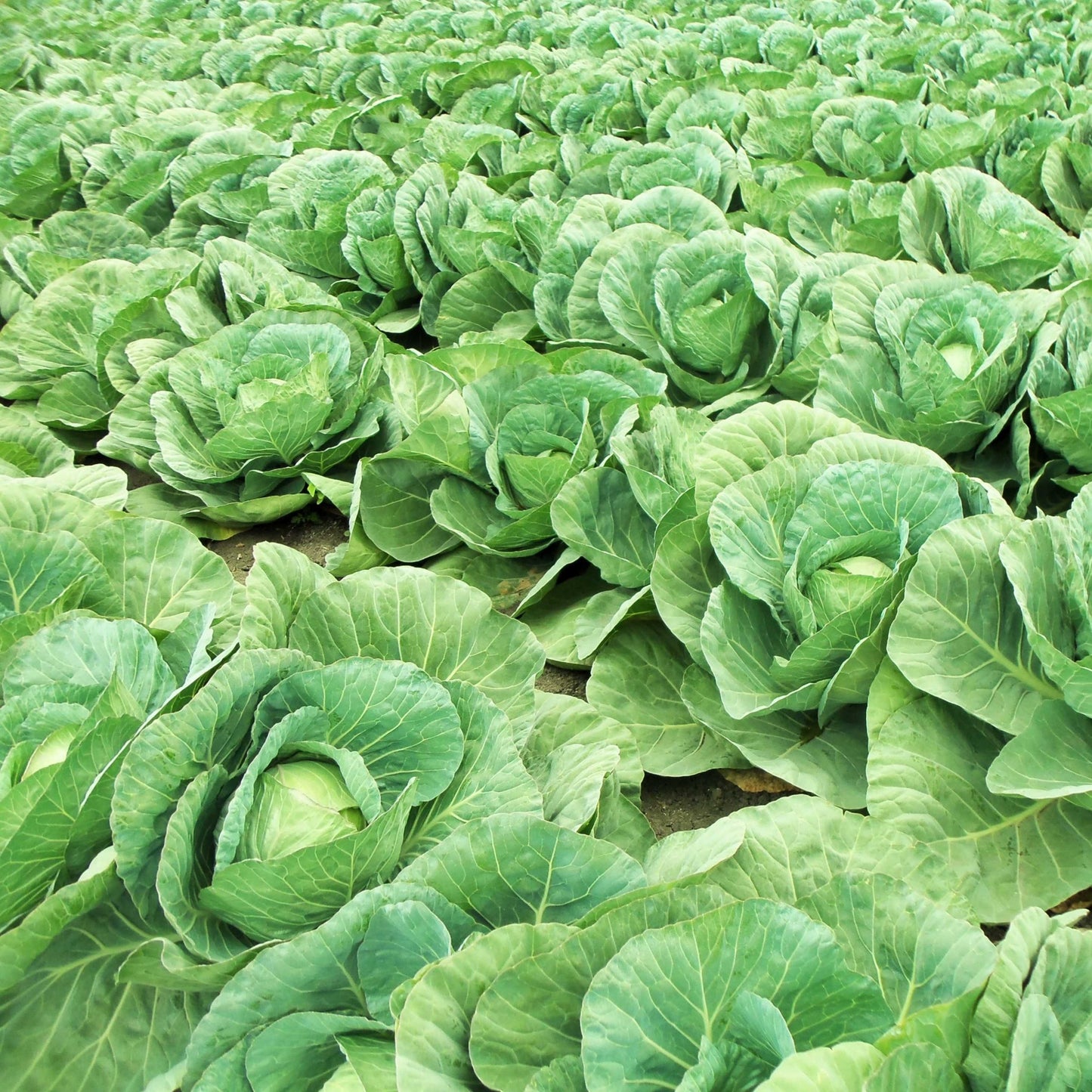 100Pcs Organic Cabbage Seeds