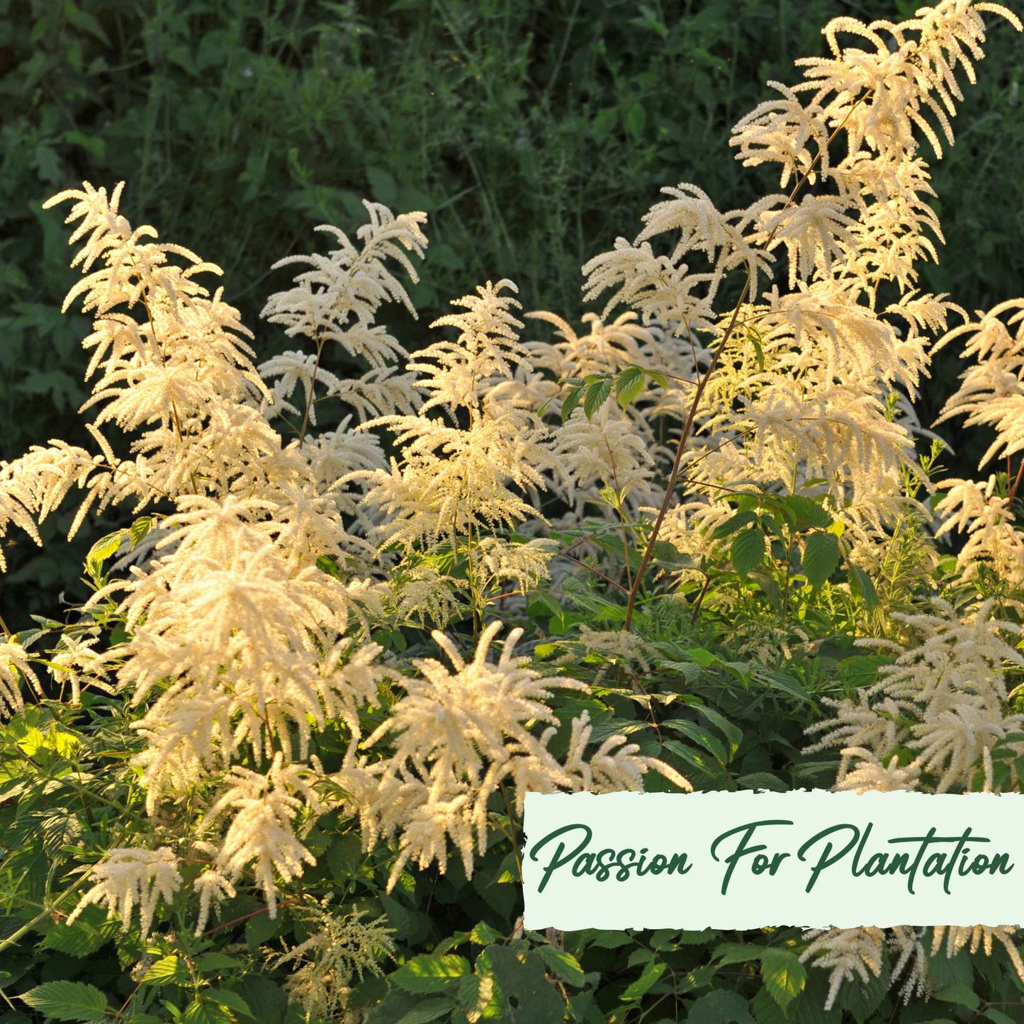 Aruncus Noble Spirits Seeds (Aethusifolius Noble Spirits)