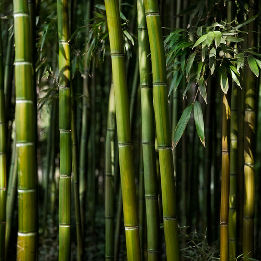 Bamboo Seeds - Fast Growing (Low Maintenace, Privacy Wall)