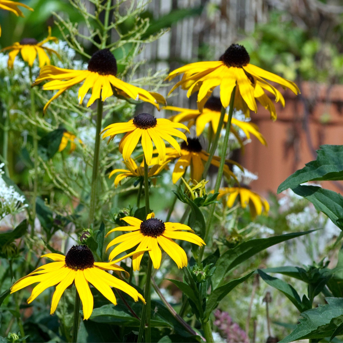 200Pcs Black-Eyed Susan (Rudbeckia hirta) Seeds