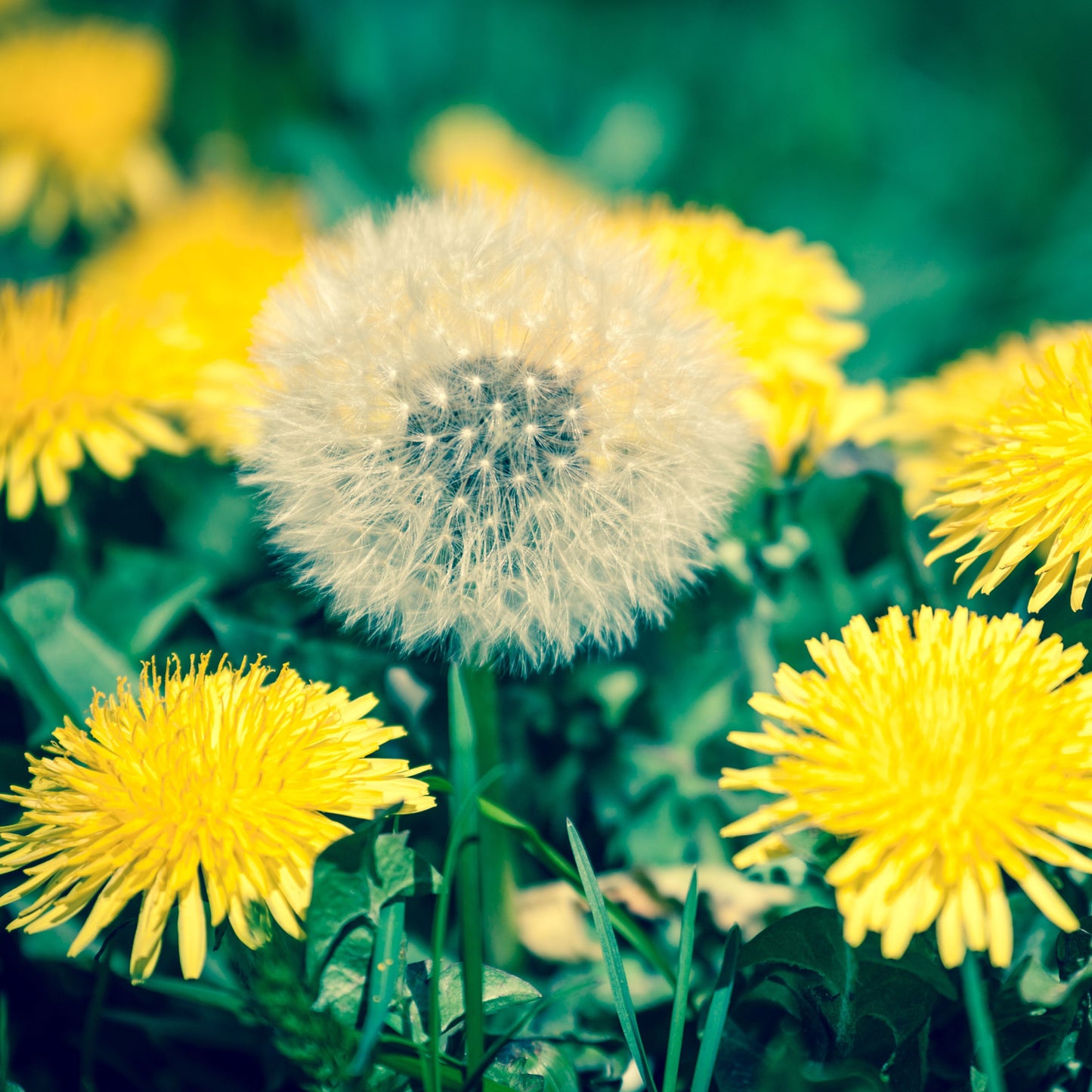 Dandelion (Taraxacum) Plant Seeds