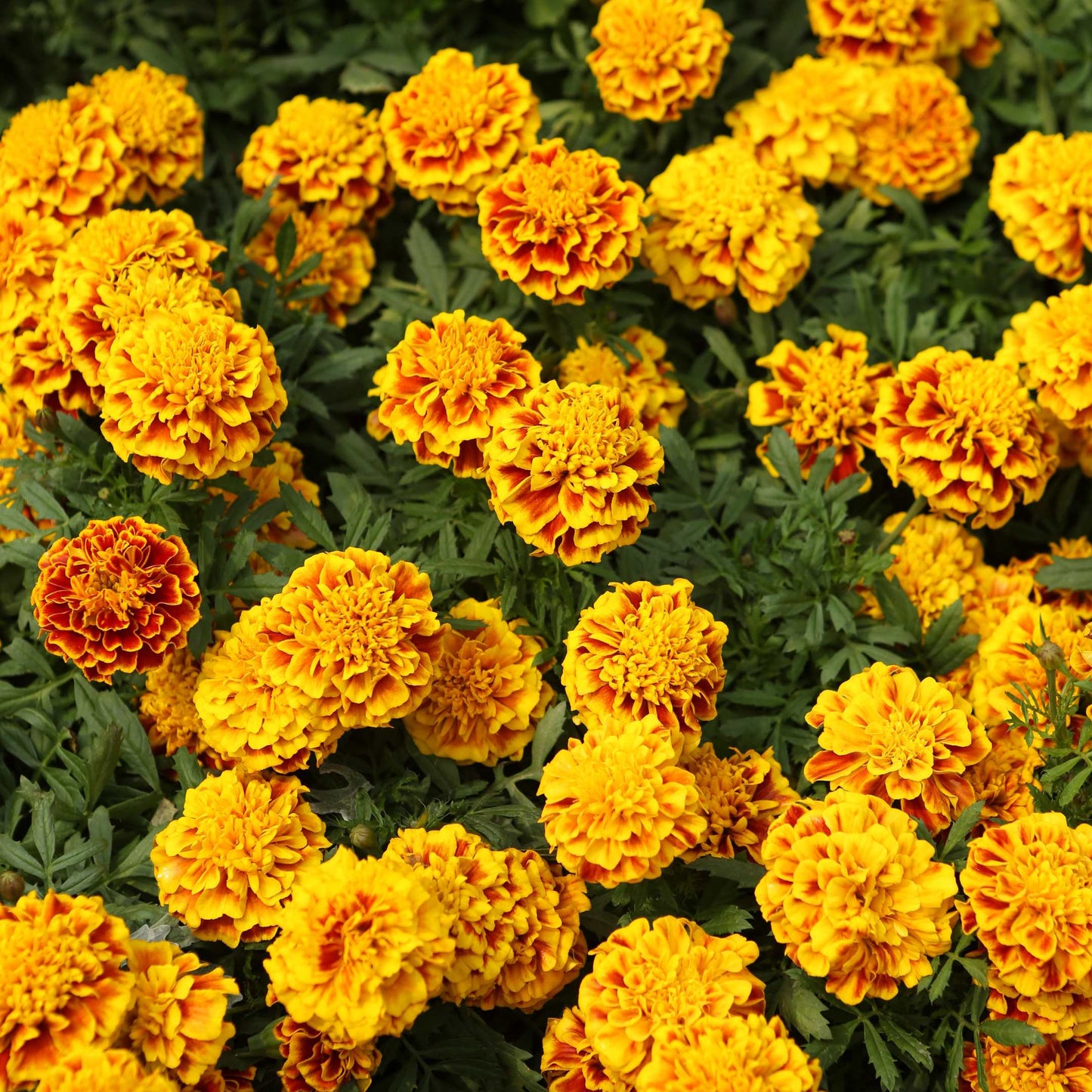 100Pcs French Marigold Flower Seeds Pack