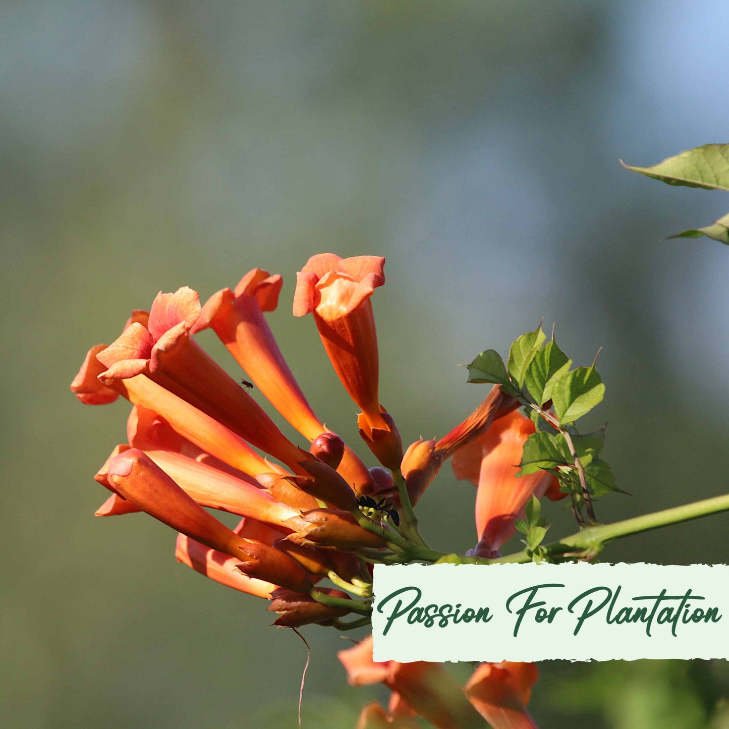 50Pcs Trumpet Vine (Campsis radicans) Seeds