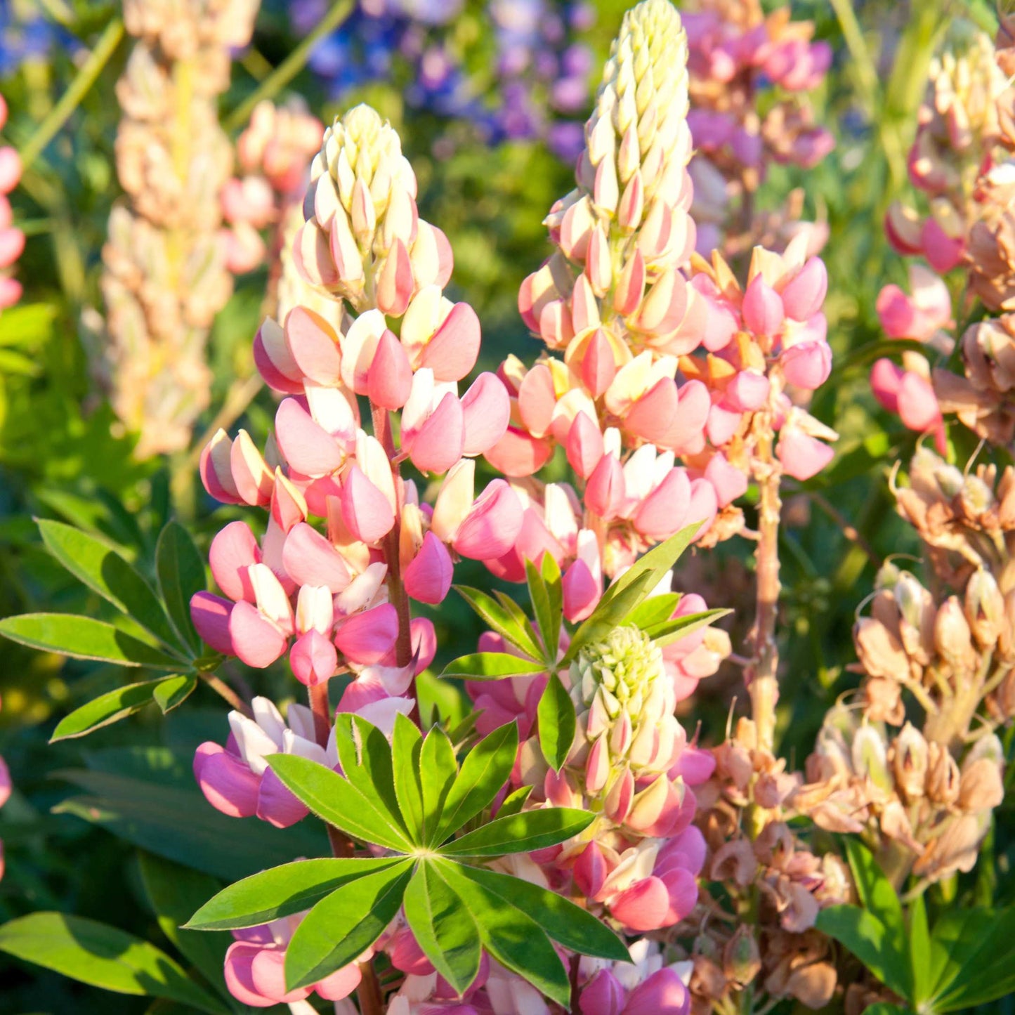 100Pcs Lupine Russel Mix Flower Seeds