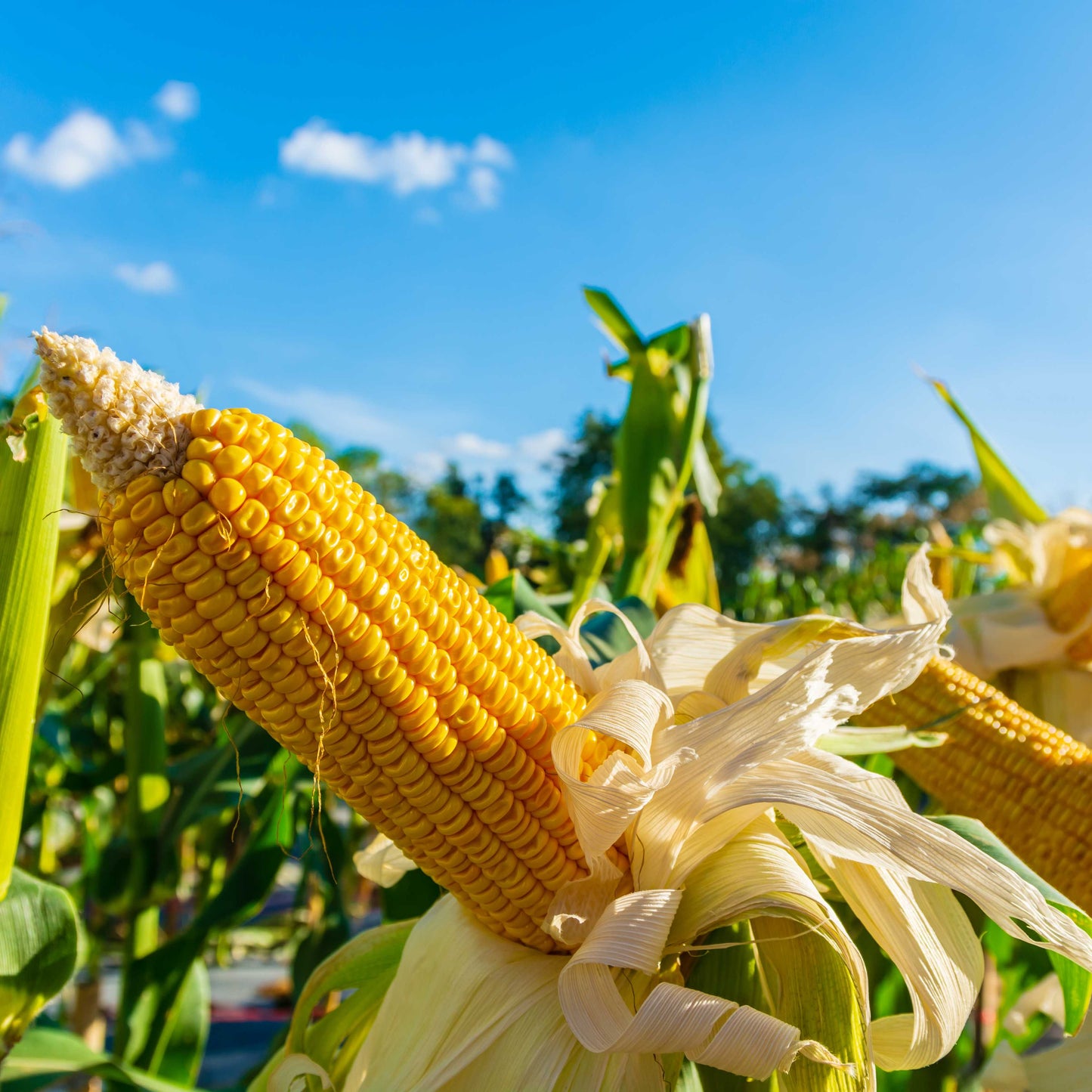 20pcs Sweet Corn Seeds