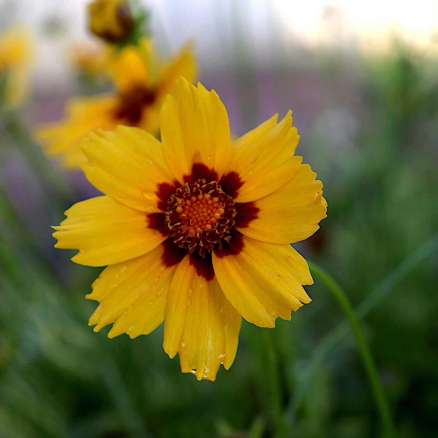 20Pcs Coreopsis Flower Seeds