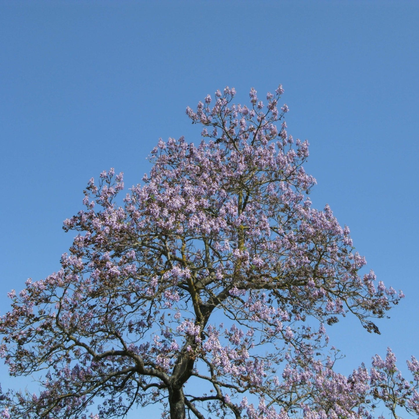 100Pcs Royal Empress Tree Seeds (Paulownia tomentosa), Flower Seeds