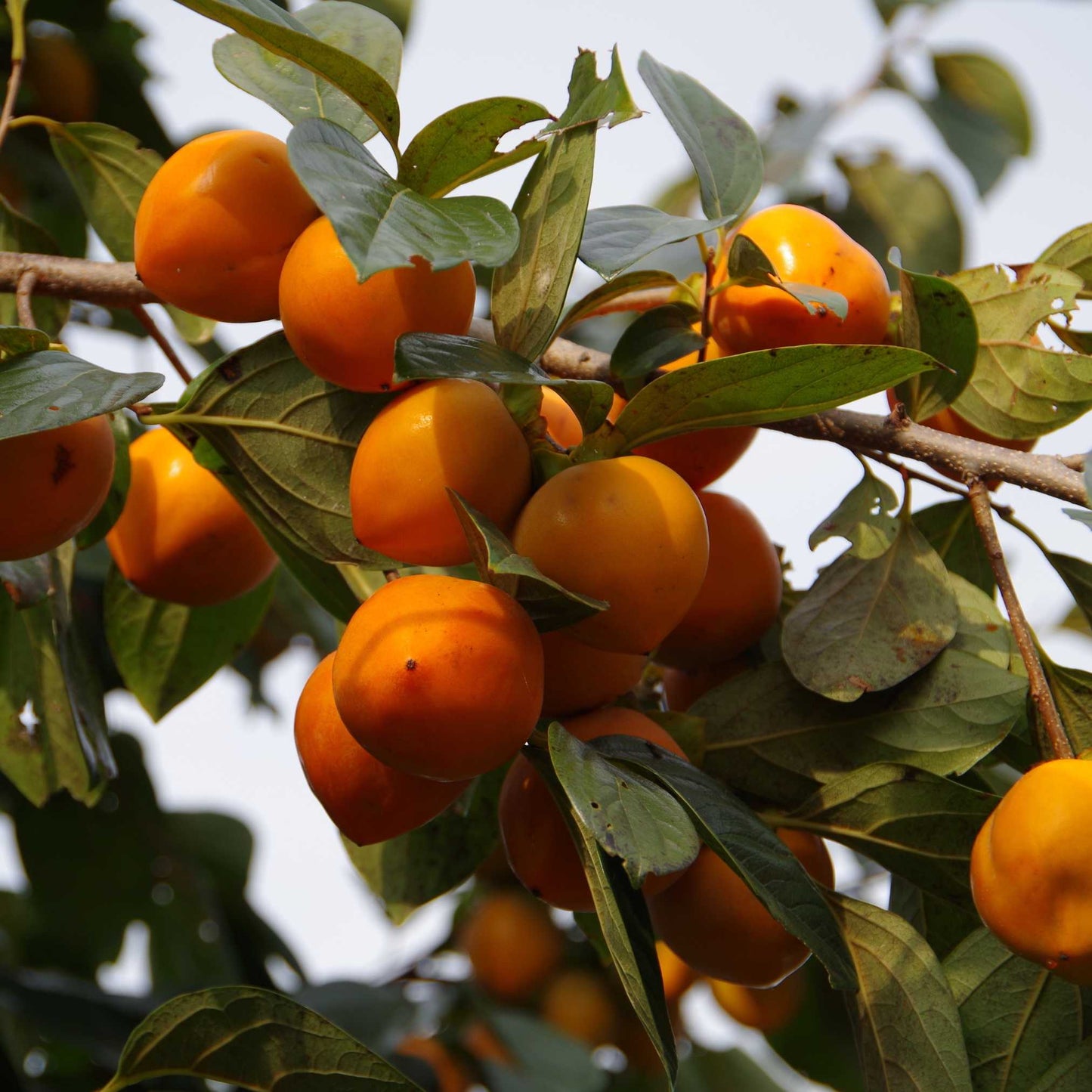20Pcs Japanese Golden Persimmon Seeds