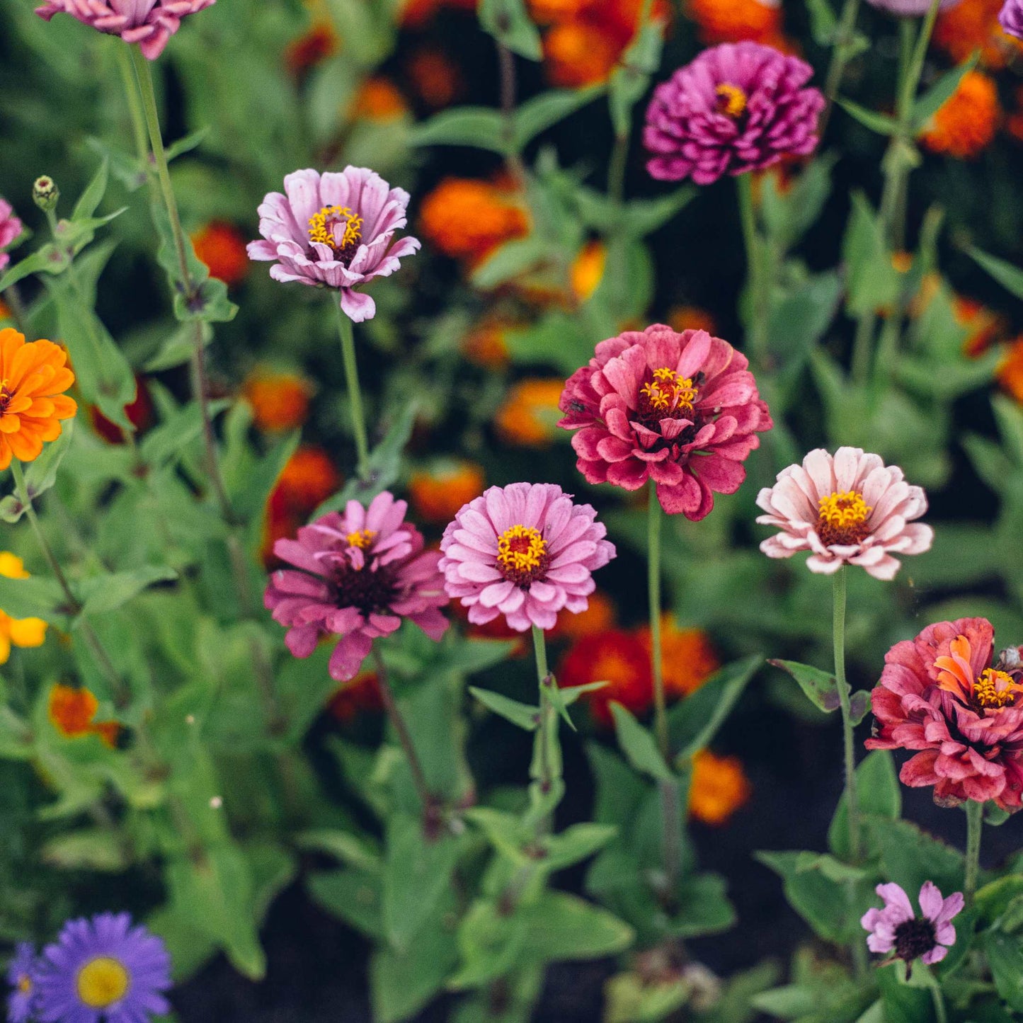 100Pcs Zinnia Flower Seeds Pack