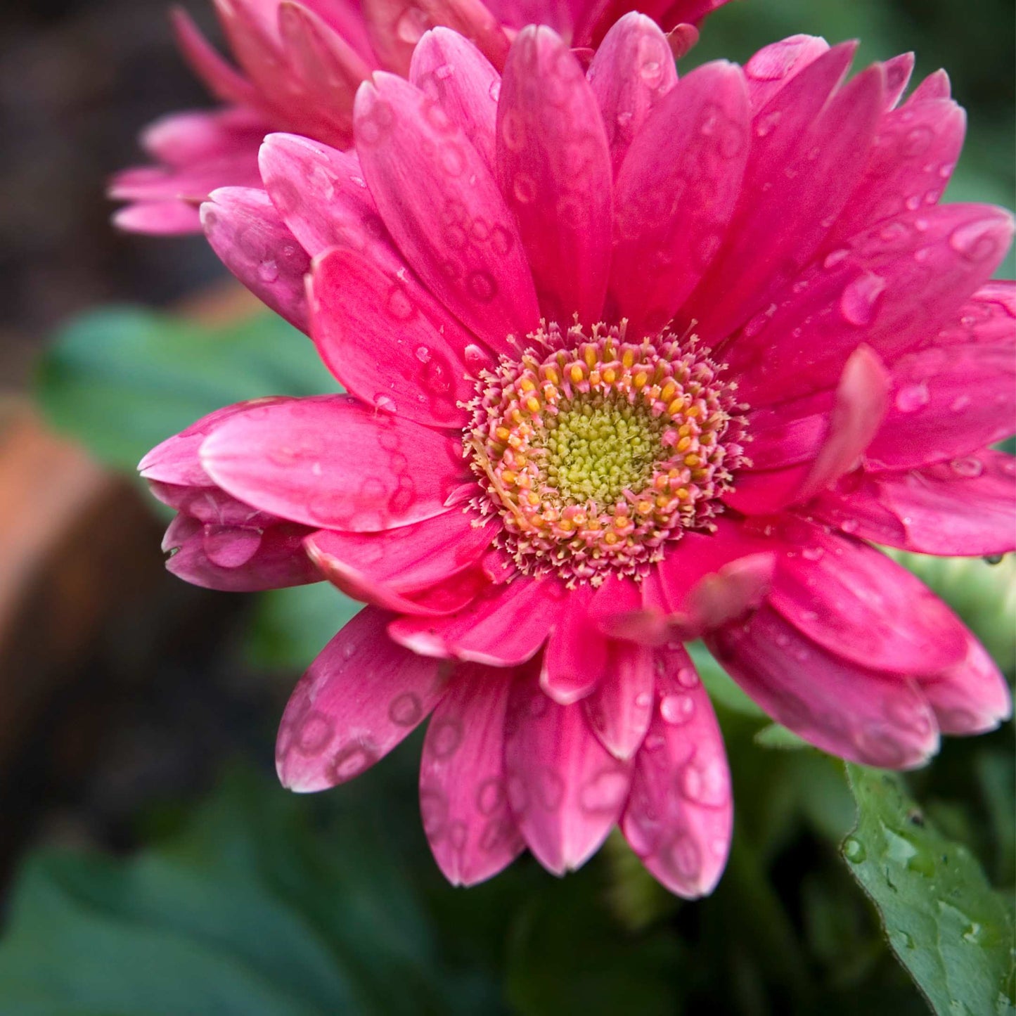 50Pcs Gerbera Daisy Flower Seeds Pack