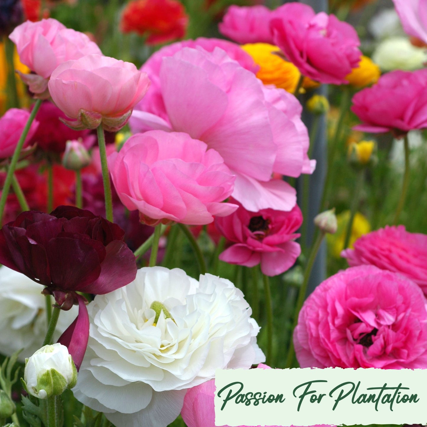 100Pcs Royal Ranunculus Asiaticus Seeds