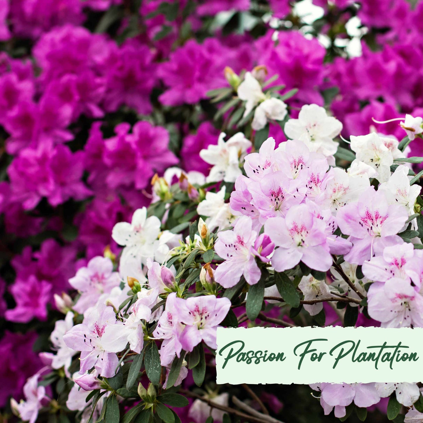 50Pcs Azalea (Rhododendron) Seeds