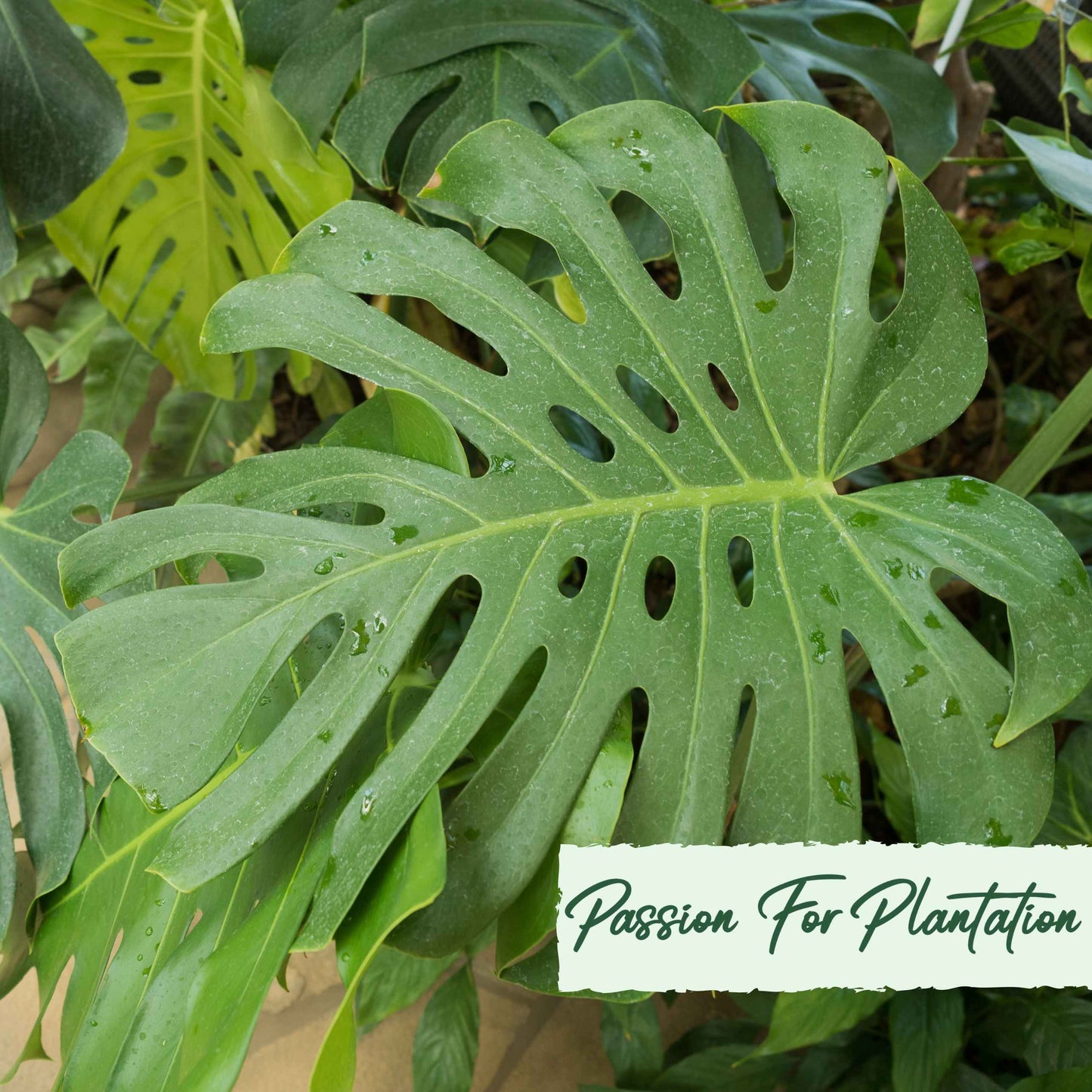 50Pcs Monstera deliciosa Liebm Seeds