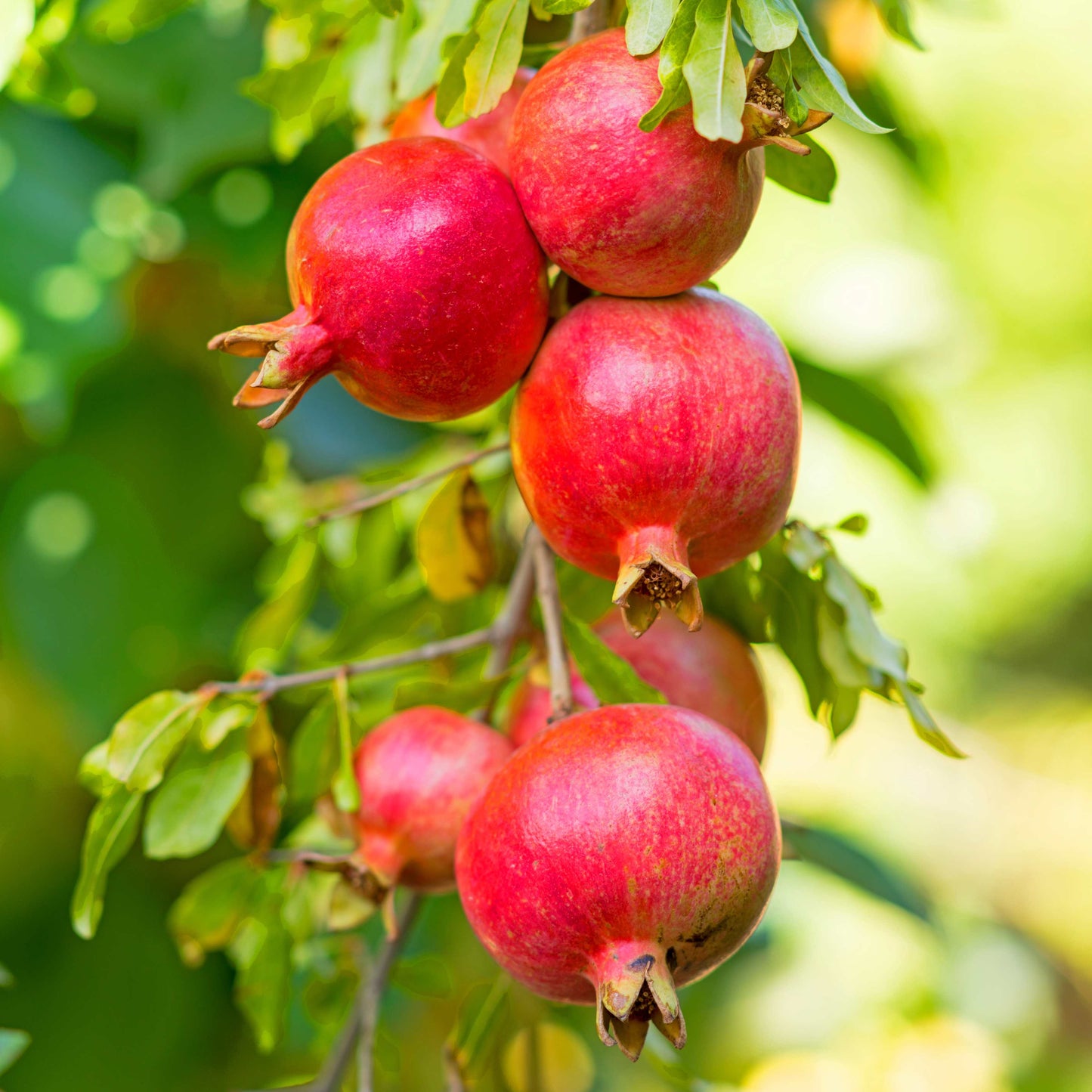 20Pcs Red Jewel Pomegranate Tree Seeds