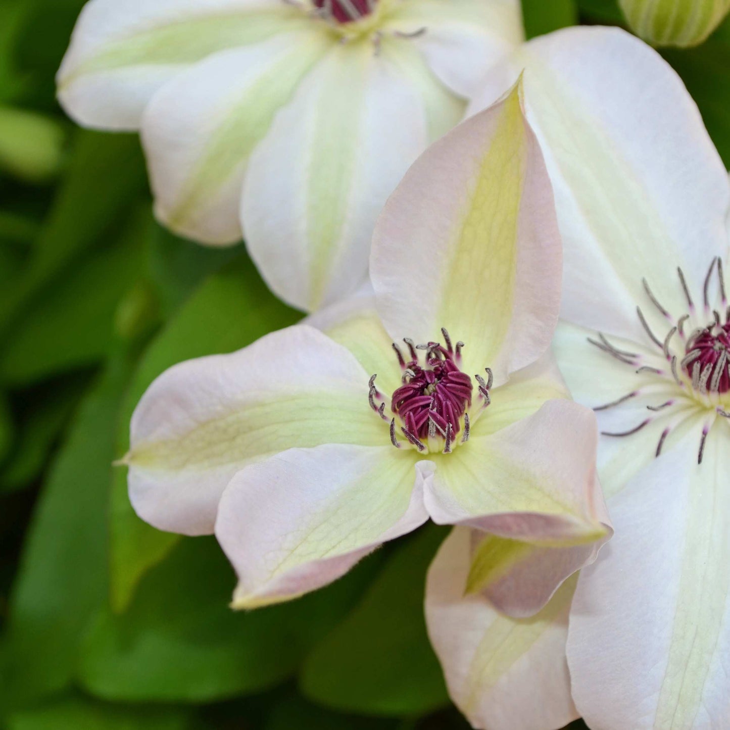 100Pcs Clematis Vine Flower Seeds