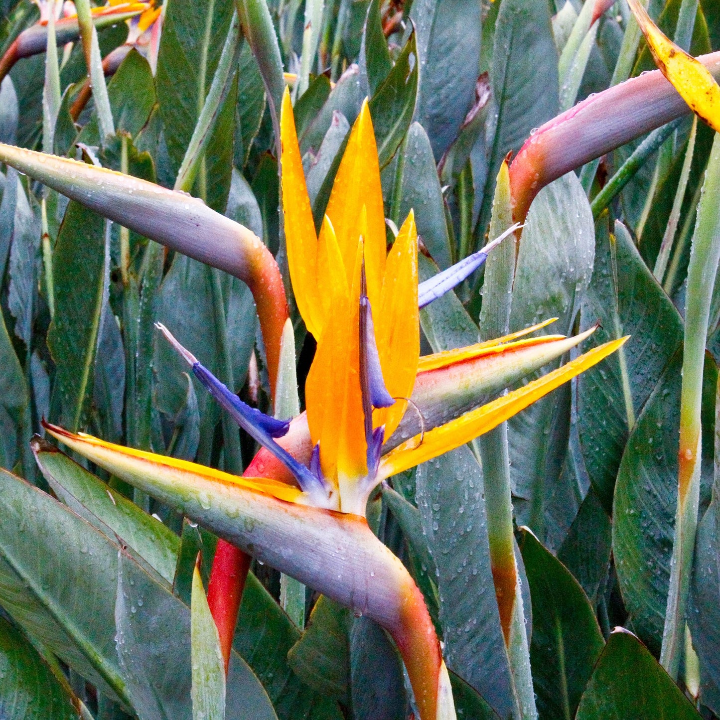 Strelitzia Reginae (Birds of Paradise) Flower Seeds
