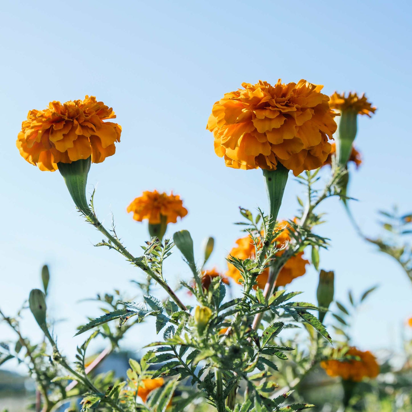 100Pcs African Marigold Seeds Pack